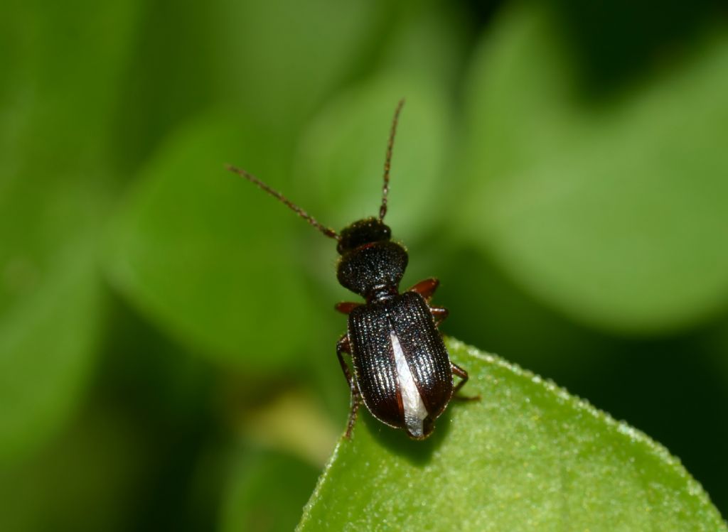 Carabidae: Tschitscherinellus?  No, Carterus sp.